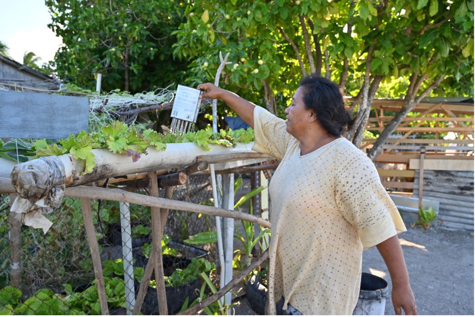 ClimSA woman in Kiribati watering garden