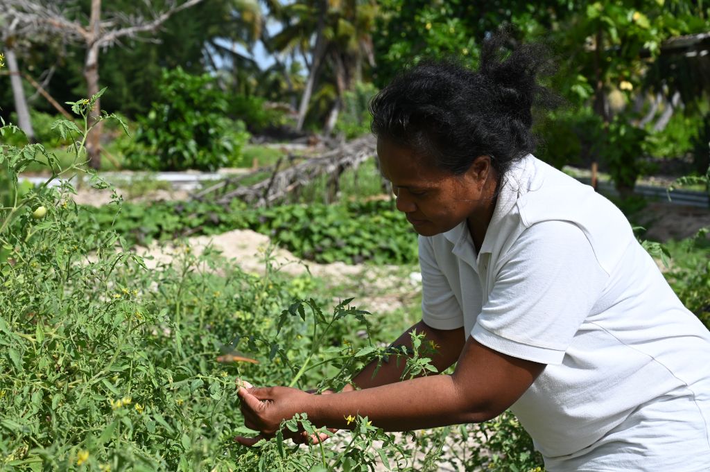 Agricultural Officer inspects crops on Kiritimati Island, Kiribati